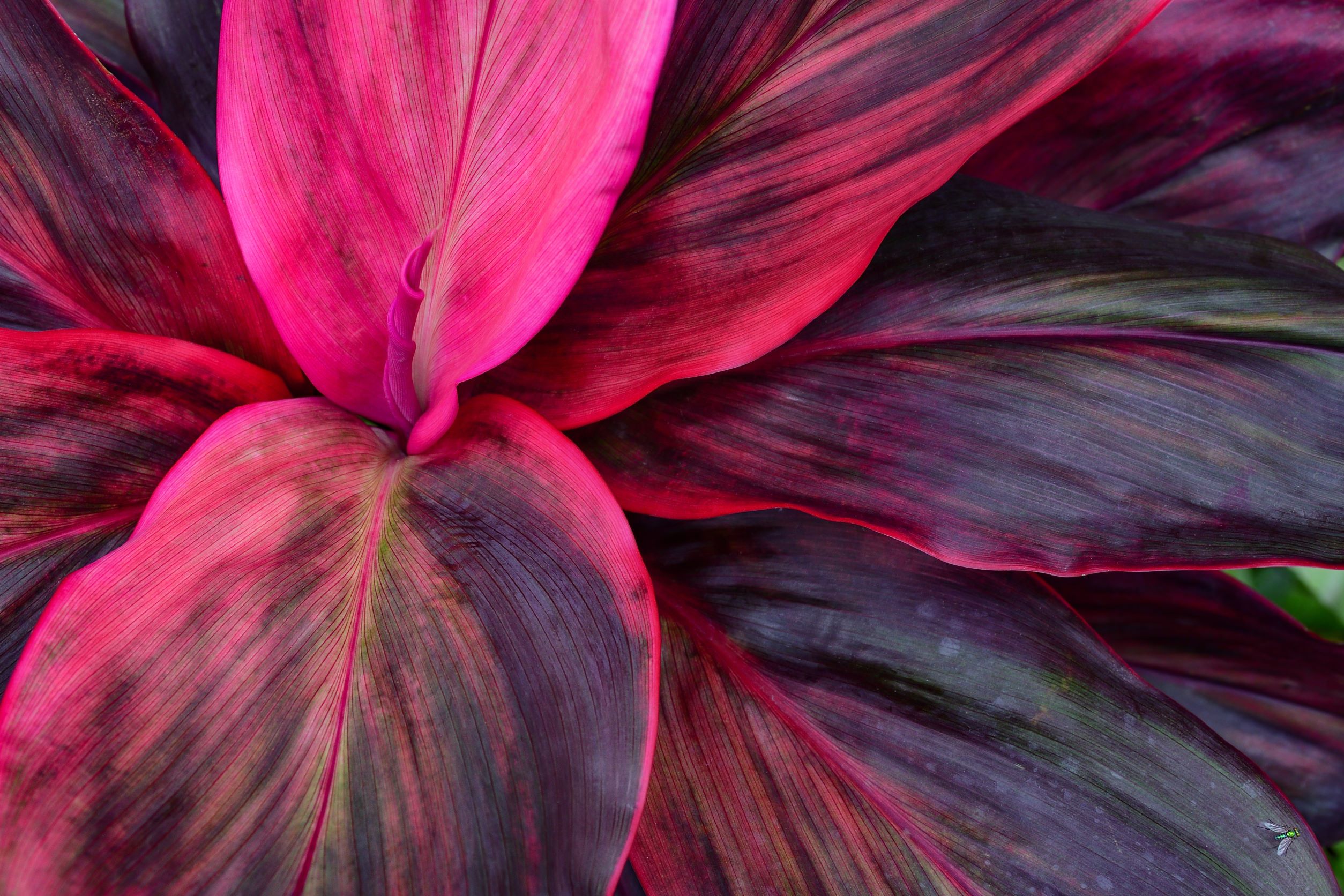 GPAS 2021 front cover image pink plant leaves